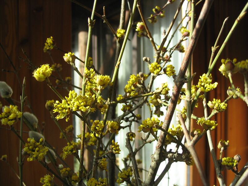 Datei:Dindlblüten 7.JPG