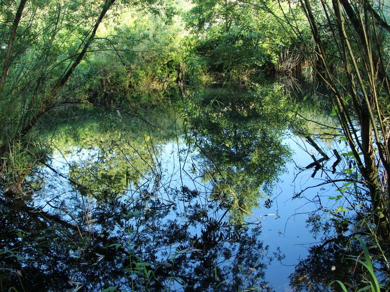 Datei:SG Naturgarten Teichidyll Morgen.JPG
