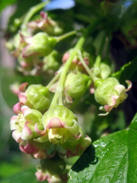 Datei:SG Ribisel Blüte.jpg