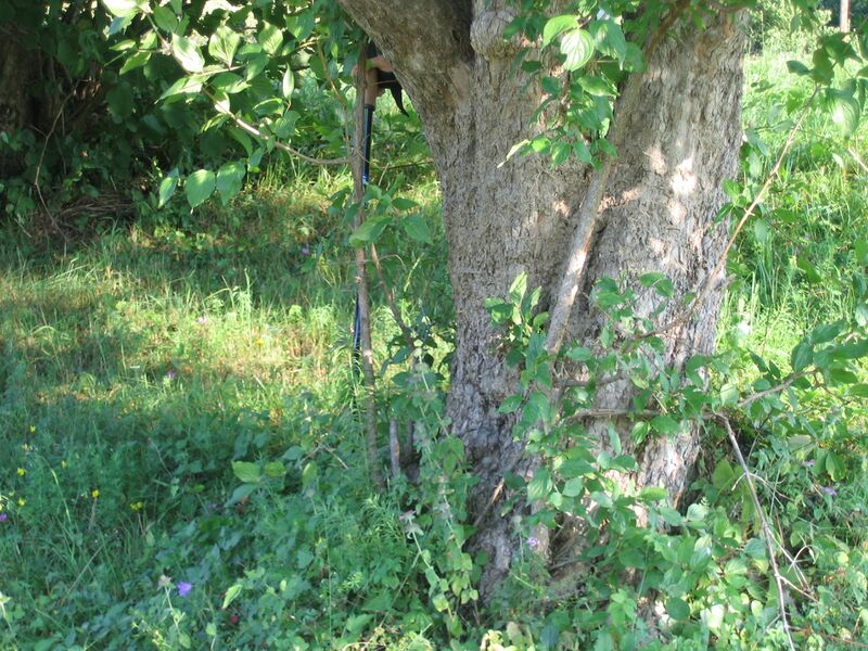 Datei:Versteck hinter Dirndlstaude36.JPG