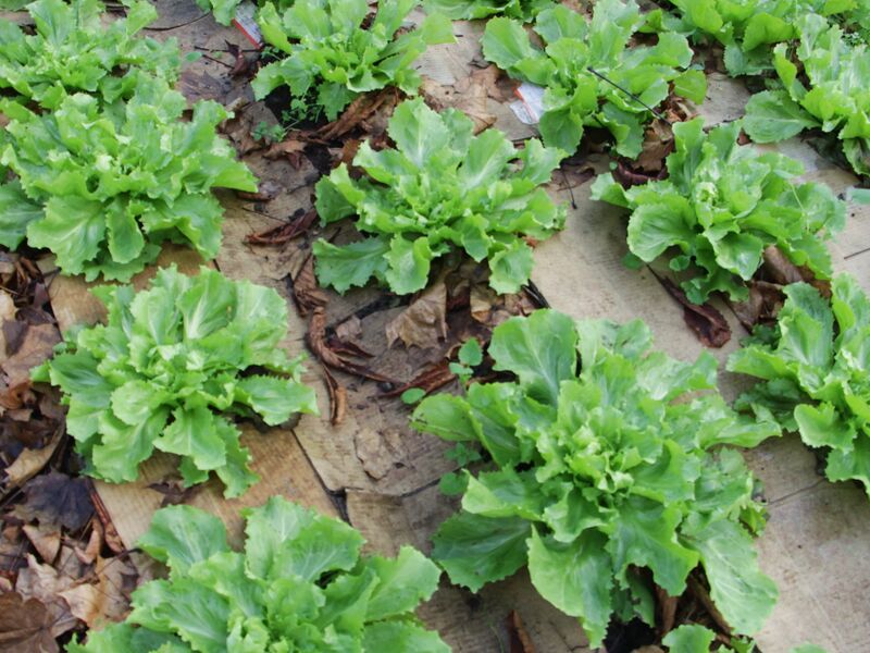 Datei:SG-FT2 Salat Dez13.jpg