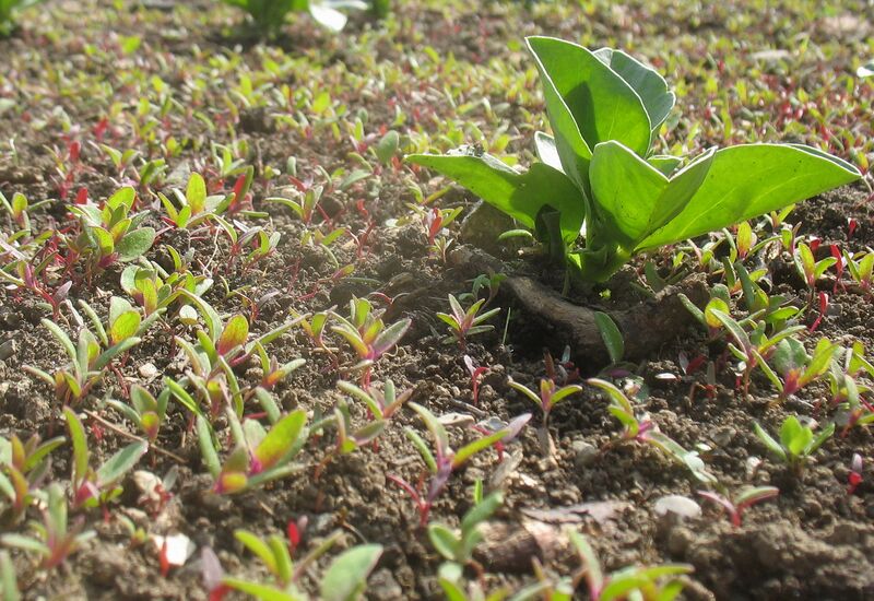 Datei:SG Magentamelde jung.jpg