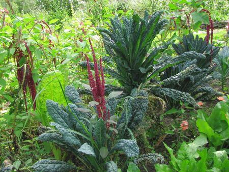 Amaranth und Palmkohl