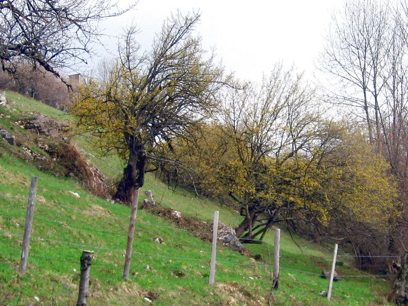 Datei:Felsiger Dirndlstandort.jpg