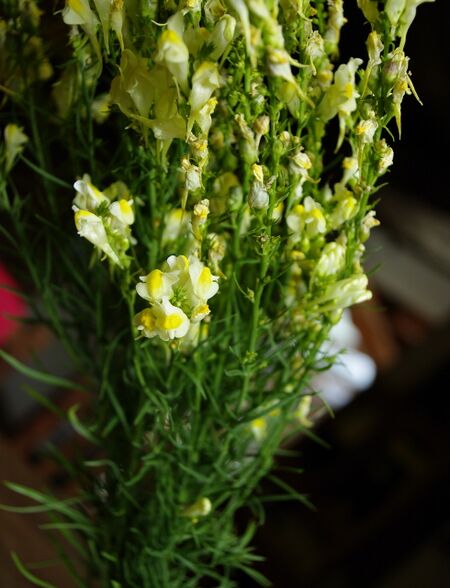 kleines Löwenmaulchen