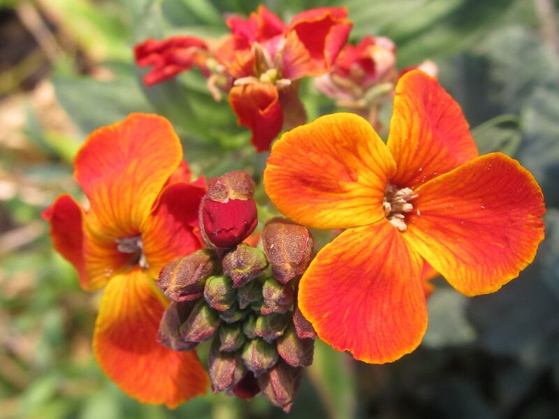 Datei:SG FT Goldlack April.jpg