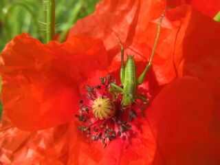 Heuschreck auf Mohnblüte