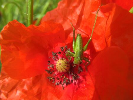Heuschreck auf Mohnblüte