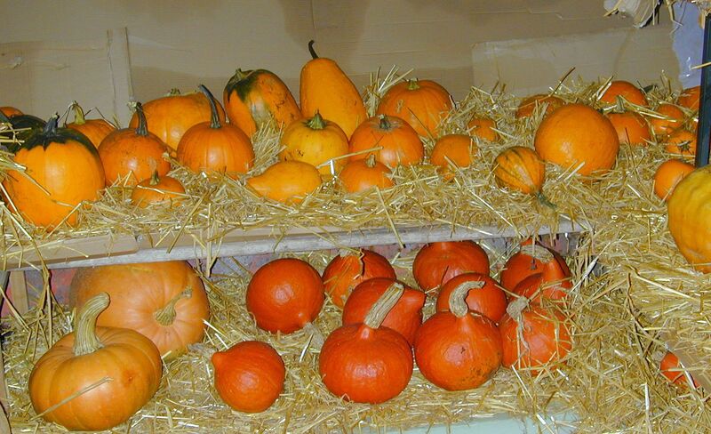 Datei:SG Winterlager Kürbisse.jpg