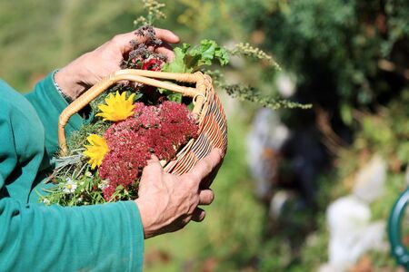 Friedas Dekoblumen-Körberl