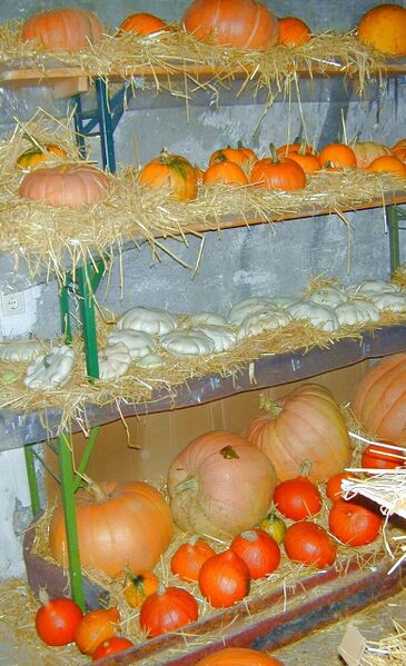 Datei:Kürbis Winterlager 2.jpg