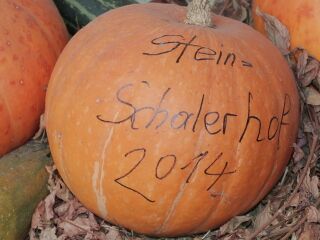 Berschrifteter Kürbis