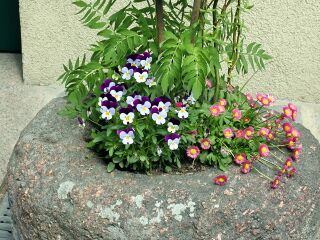 Stein mit Baldrian beim Rezeptionseingang