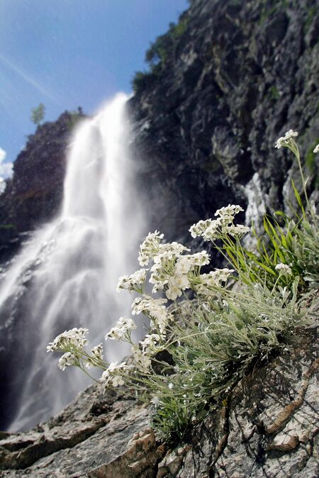 Naturpark Ötscher: Edelweiß