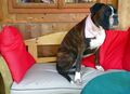 Boxer der Familie Gnadl: "Prinzessin"