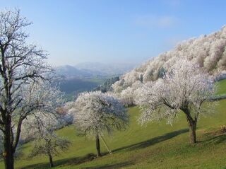 Streuobst im Laimboden