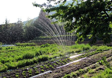 Beregnung bei Trockenheit