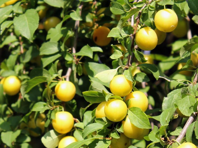 Datei:Sg Kirschpflaume.JPG