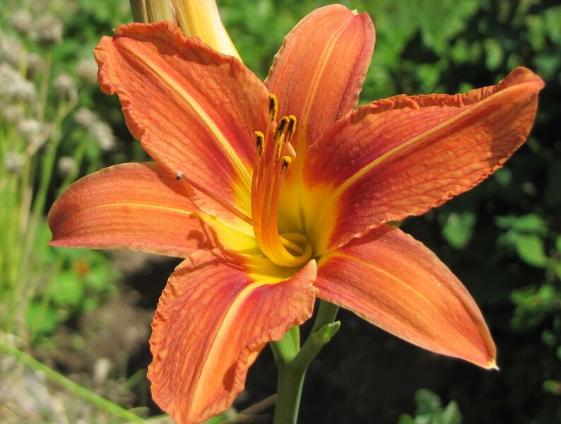 Datei:Taglilie Blüte.jpg