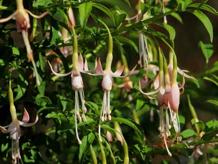 Fuchsiein den Steinschaler Gärten