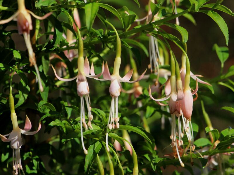 Datei:SG Fuchsien hell Garten.JPG