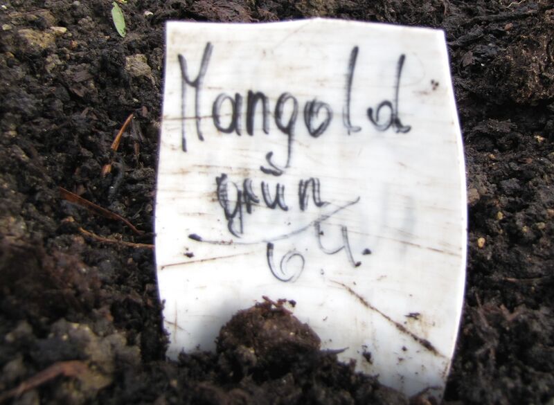 Datei:SG Saatschild Mangold.jpg