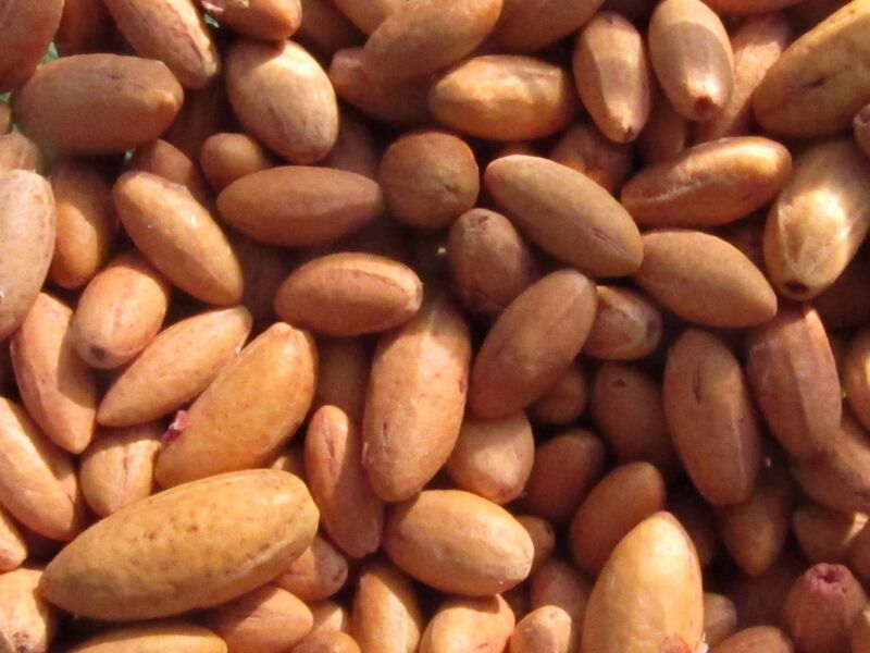 Datei:Dirndlkerne gemischt.jpg