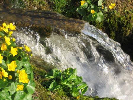 Frühlingsquelle beim Walken