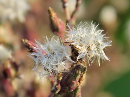 eigene Bio-Salatsamen Produktion