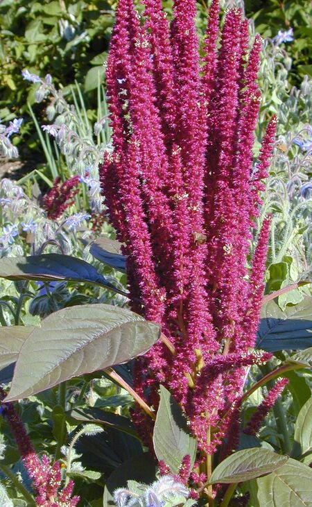 Amaranth rot
