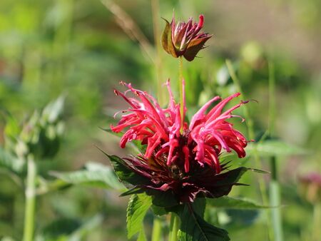 Indianernessel mit "Stockblüte"