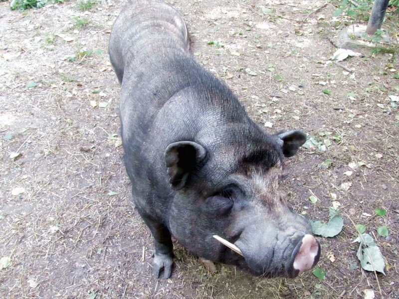 Datei:SG Kasimir2.jpg