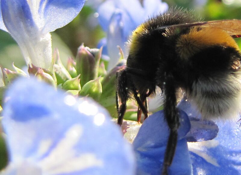 Datei:SH Hummel Pfeffersalbei.jpg