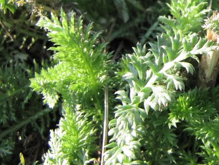 junge Schafgarbe im März