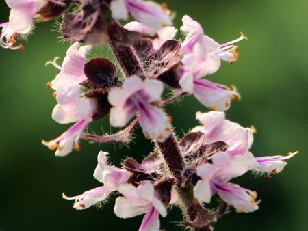 Strauchbasilikumblüten