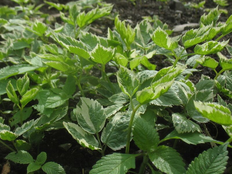 Datei:SG-Weissser Giersch.jpg