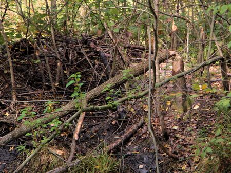 Biberbau auf dwer Insel im Teich