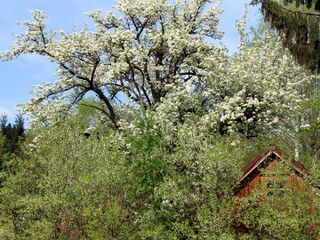 Birnbaumblüte: Gartenhaus Marina