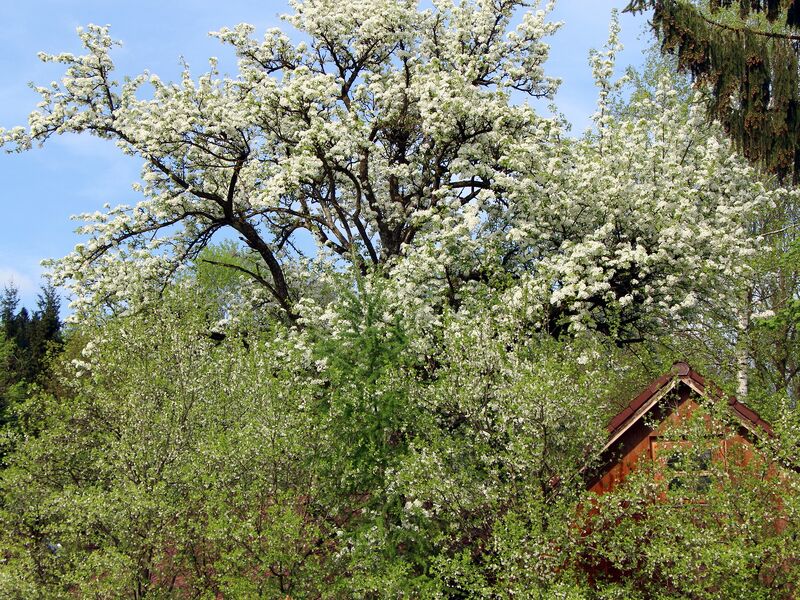 Datei:SG Birnbaumblüte GHaus.jpg