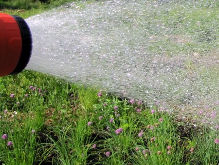 Bewässern ist fallweise notwendig, wird aber sparsam gemacht