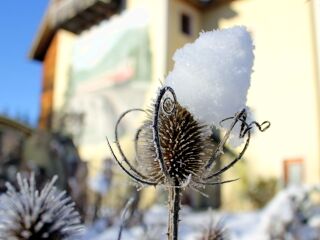 Winter imgarten - "Schnee"-Karde