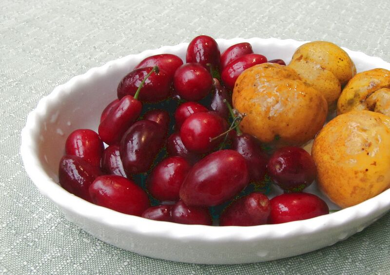 Datei:Jolico Quitten2.jpg