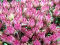 Fette Henne (Sedum) - Blüte