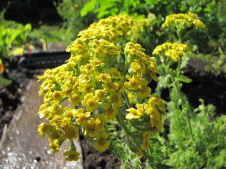 gelbe Schafgarbenblüte