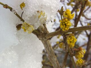 Dirndlblüte im Schnee