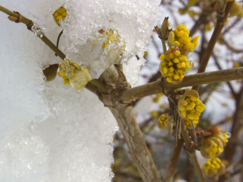Datei:Dirndlblüte Schnee9.jpg