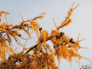 herbstlicher Lärchenast