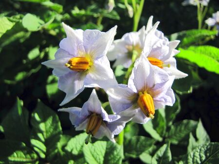 wunderschön: Erdäpfel-Blüte