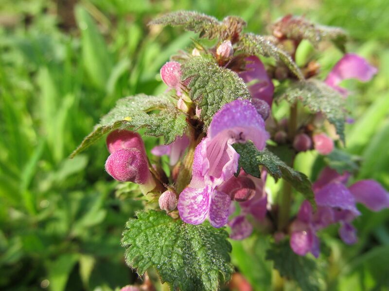 Datei:SG Taubnesselblüten.jpg