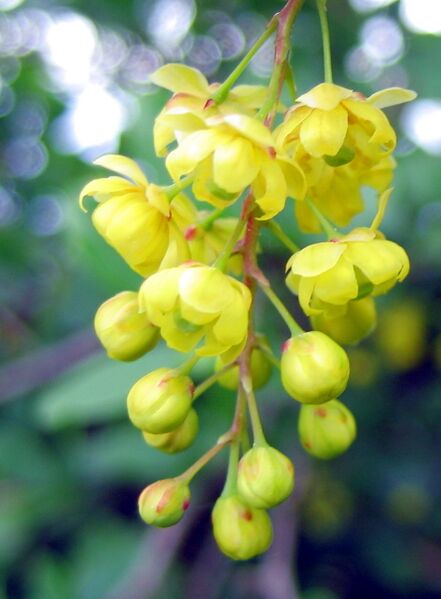 Datei:Berberitzenblüte.jpg